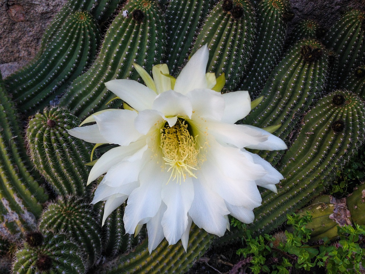 cactus white flower quills free photo