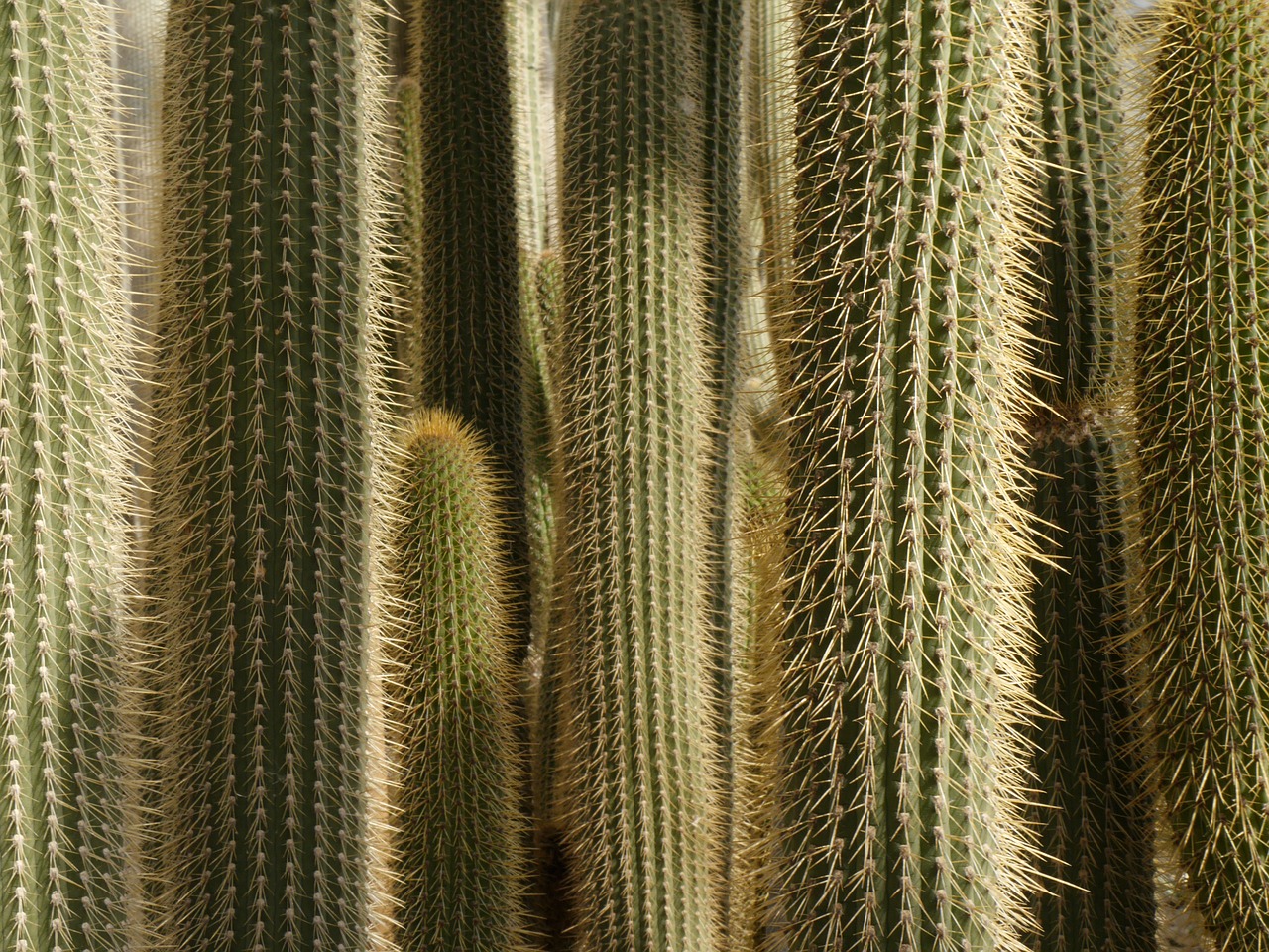 cactus prickly forest free photo
