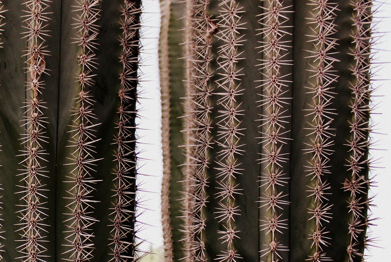 cactus spur close free photo
