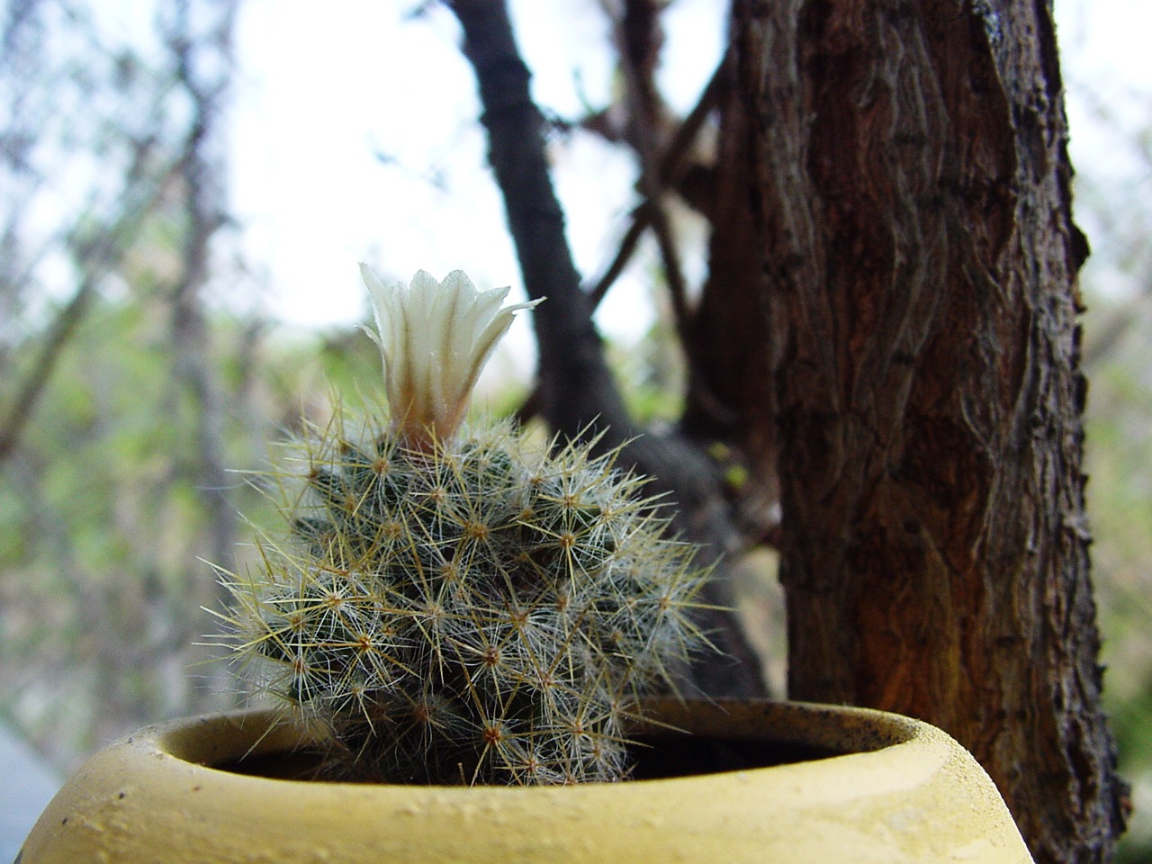 cactus flower in a pot free photo