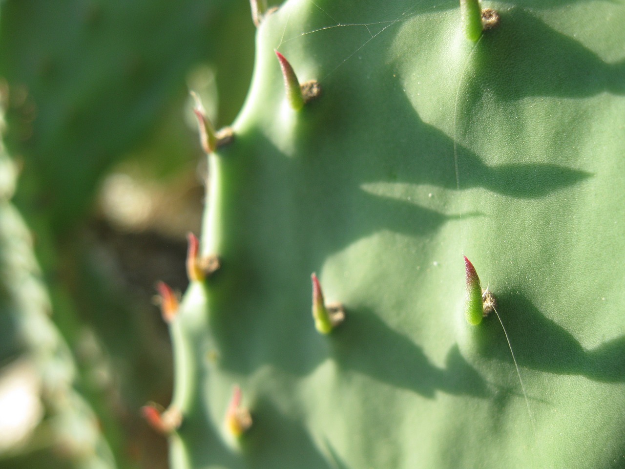 cactus green desert free photo