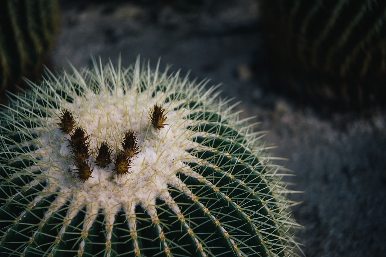 cactus thorn botanical garden free photo