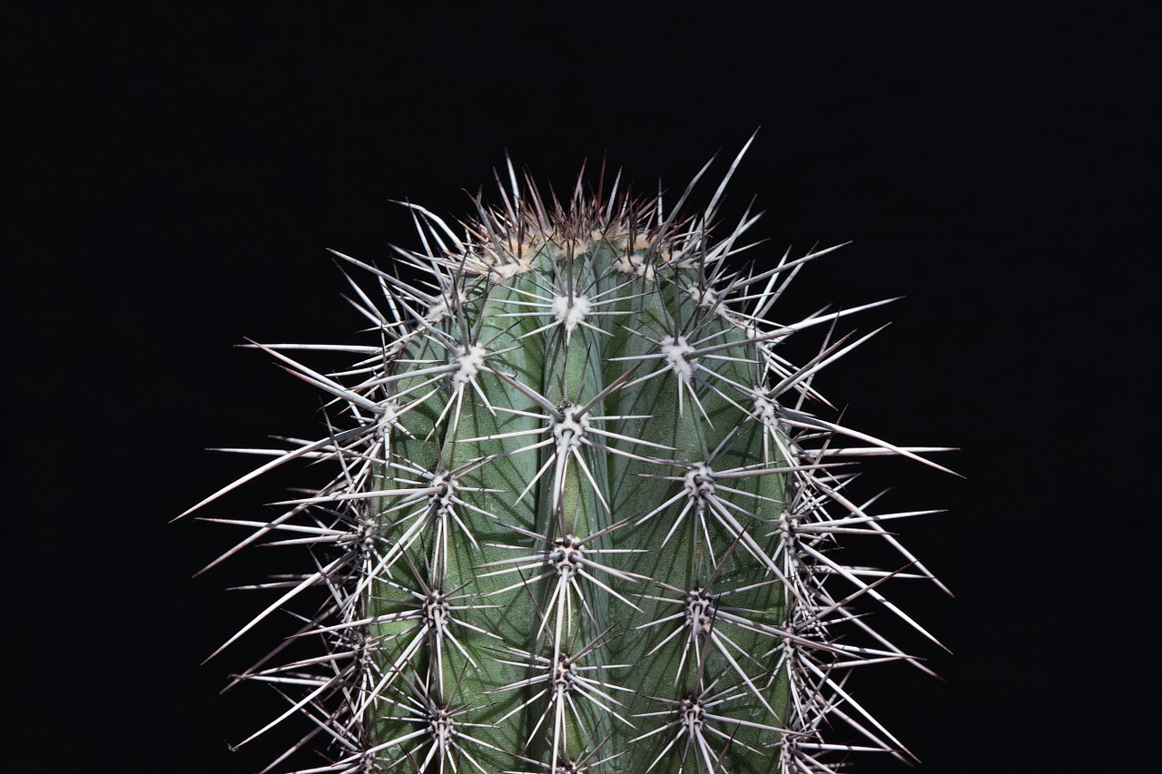 cactus sting prickly free photo