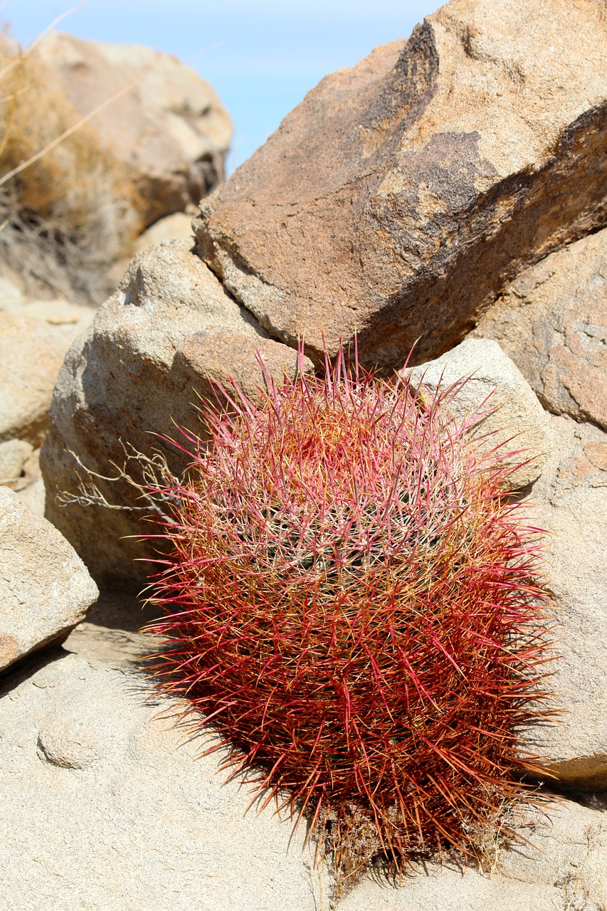 cactus california barrel cactus cactaceae free photo
