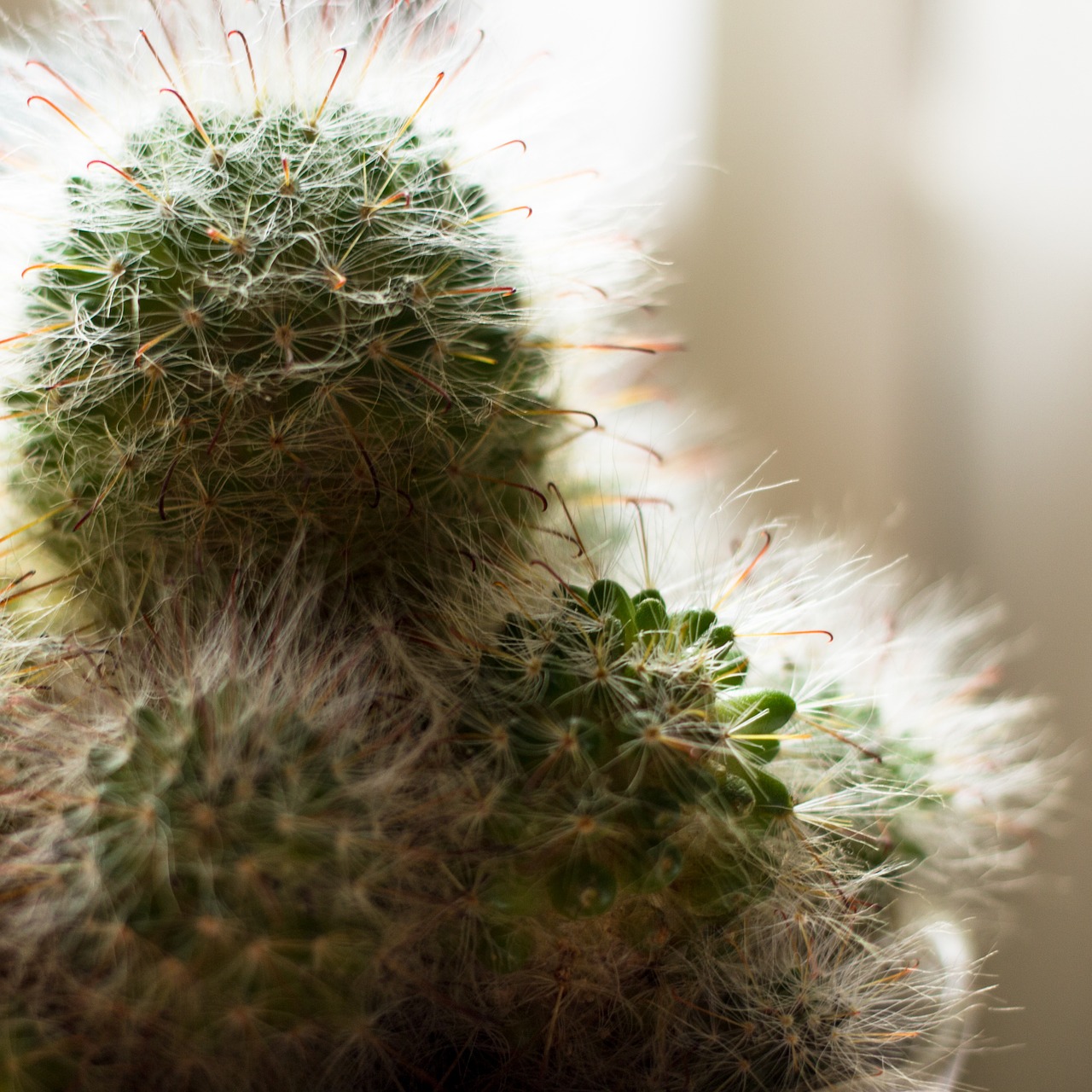 cactus plant prickly free photo