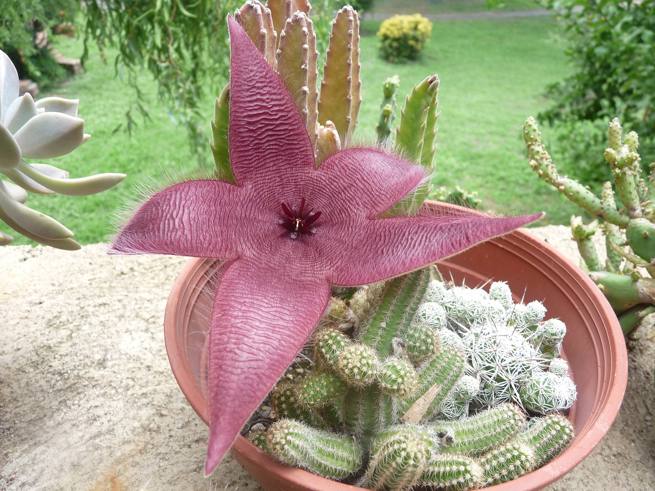 cactus flowers nature free photo