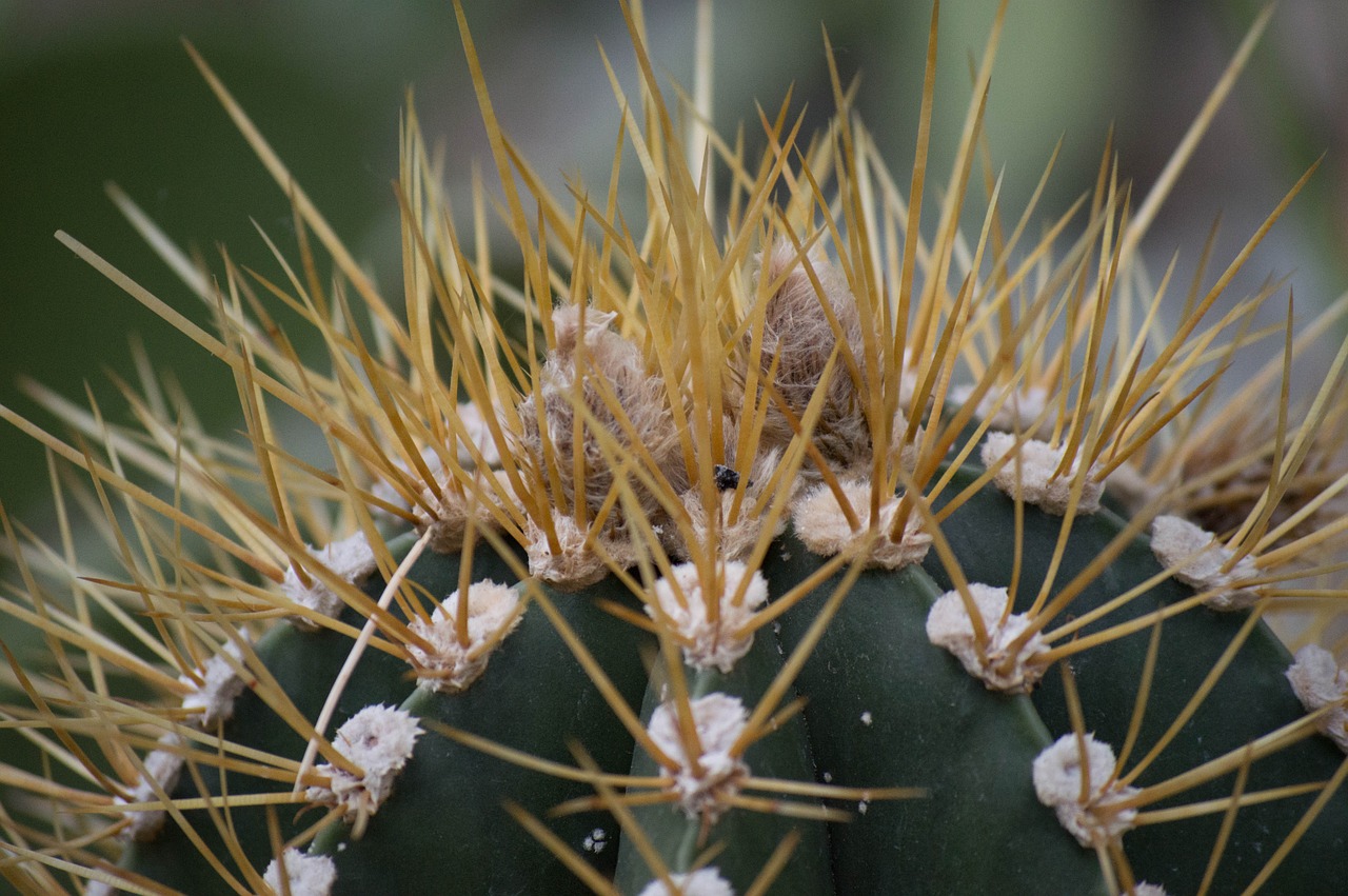 cactus spike green free photo