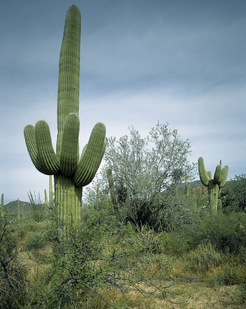 cactus saguaro southwest free photo