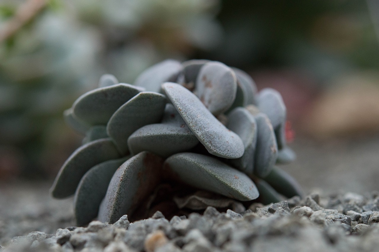 cactus gray stone free photo