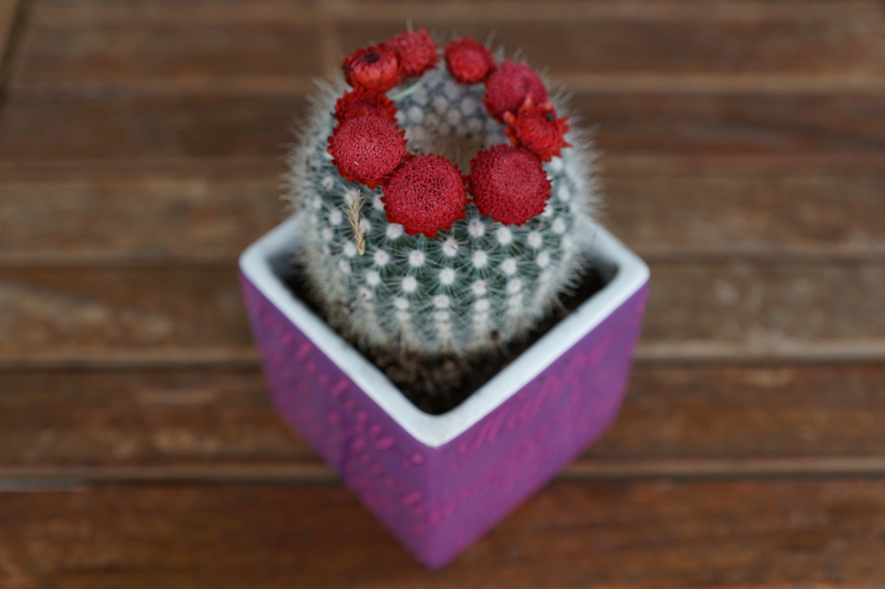 cactus plant red free photo