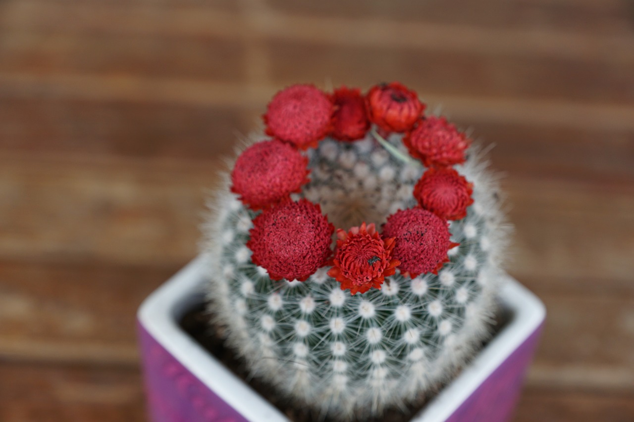 cactus flourished red free photo