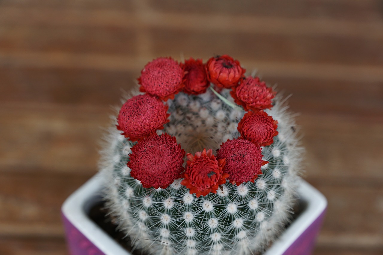 cactus plant flourished free photo