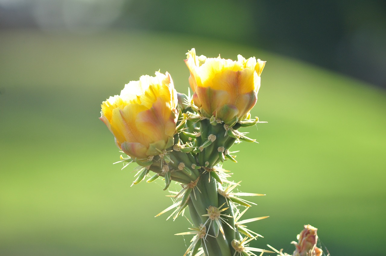 cactus arizona floral free photo