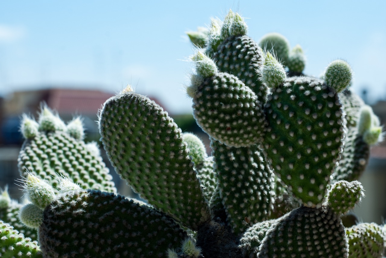 cactus plant green free photo