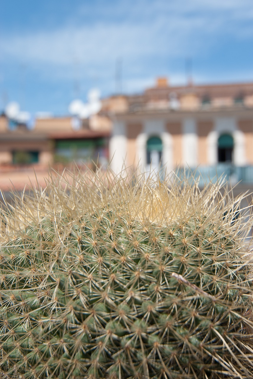 cactus plant green free photo