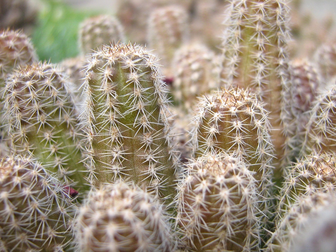 cactus plant spike free photo