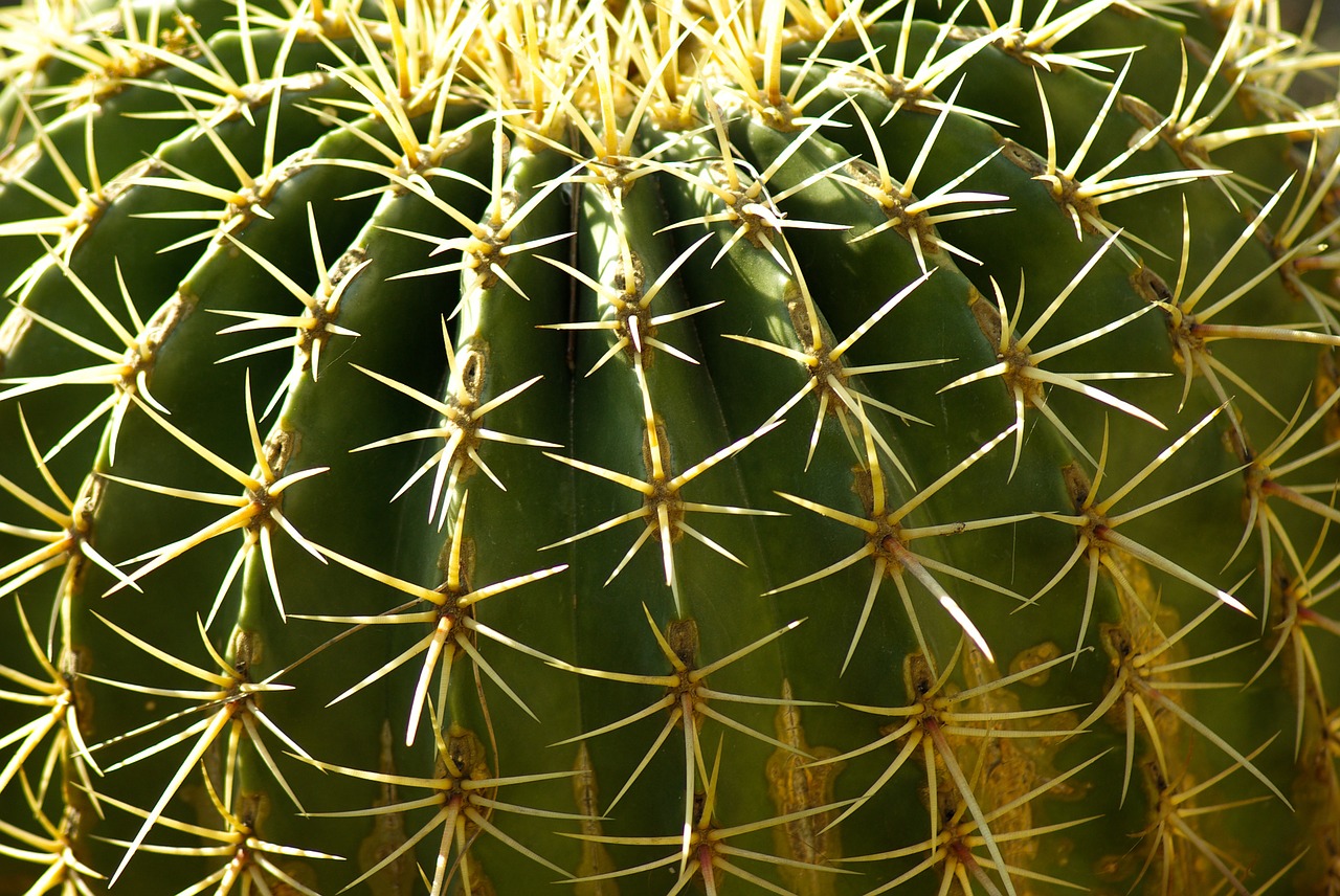 cactus quills thorns free photo