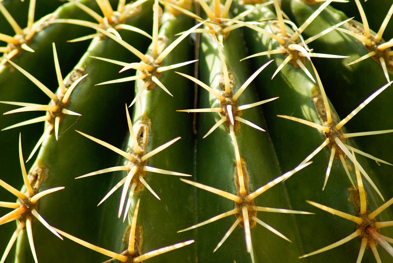 cactus thorns quills free photo