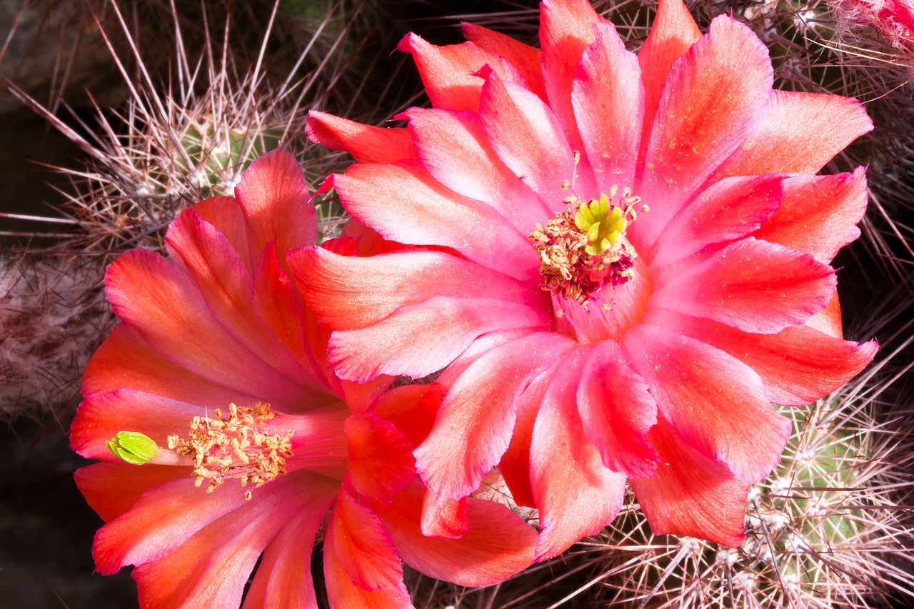 cactus blossom bloom free photo