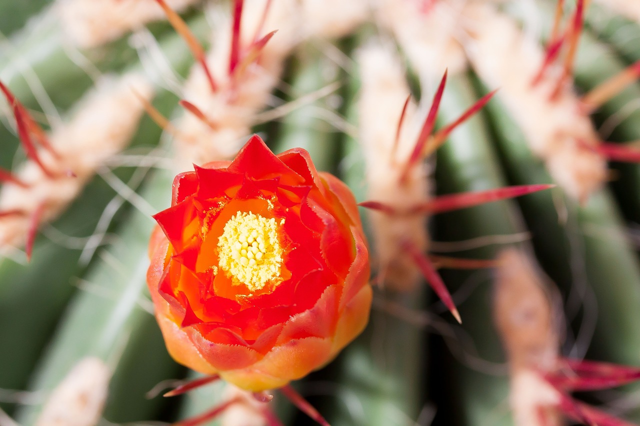 cactus cactus blossom bloom free photo