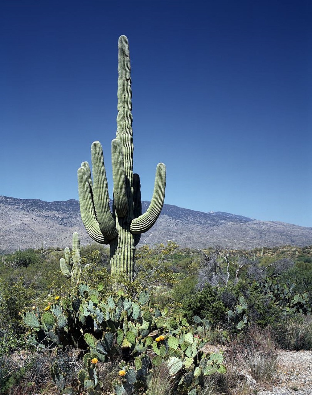 cactus saguaros blooms free photo