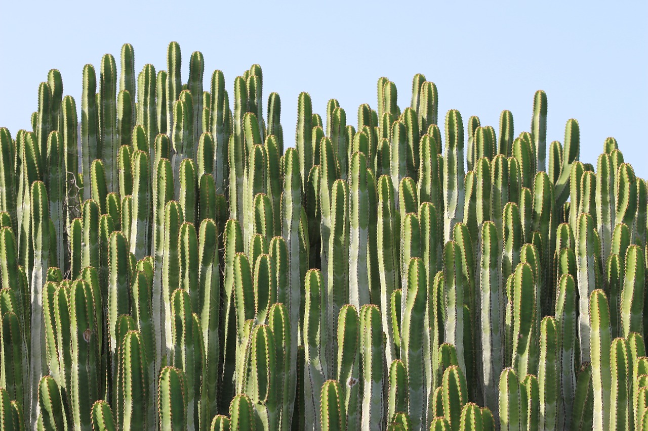 cactus plant spur free photo