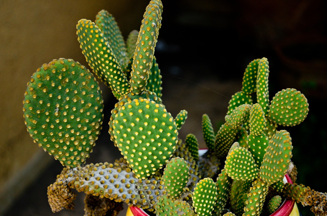 cactus spina green free photo