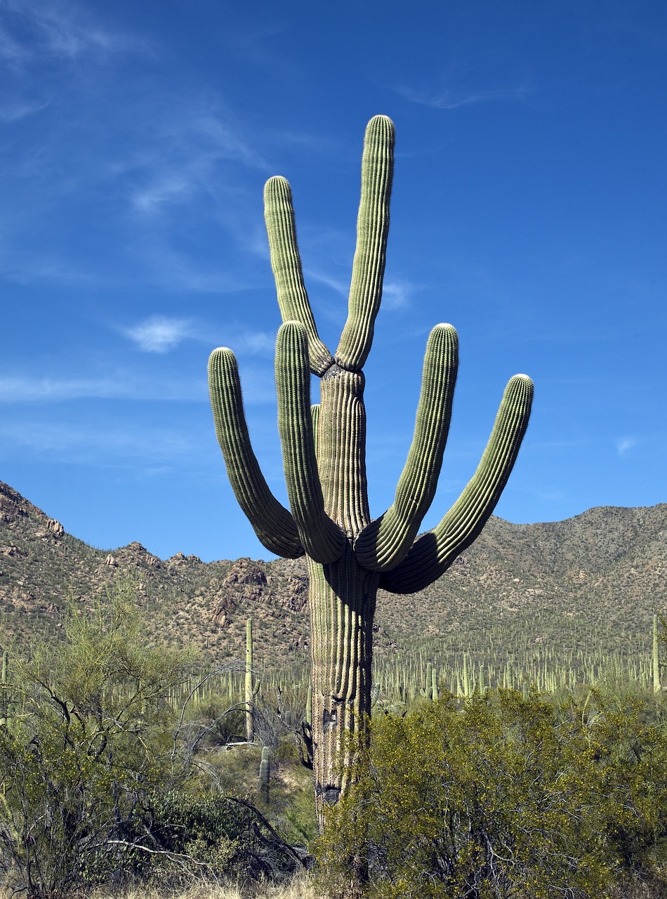 cactus saguaro southwest free photo