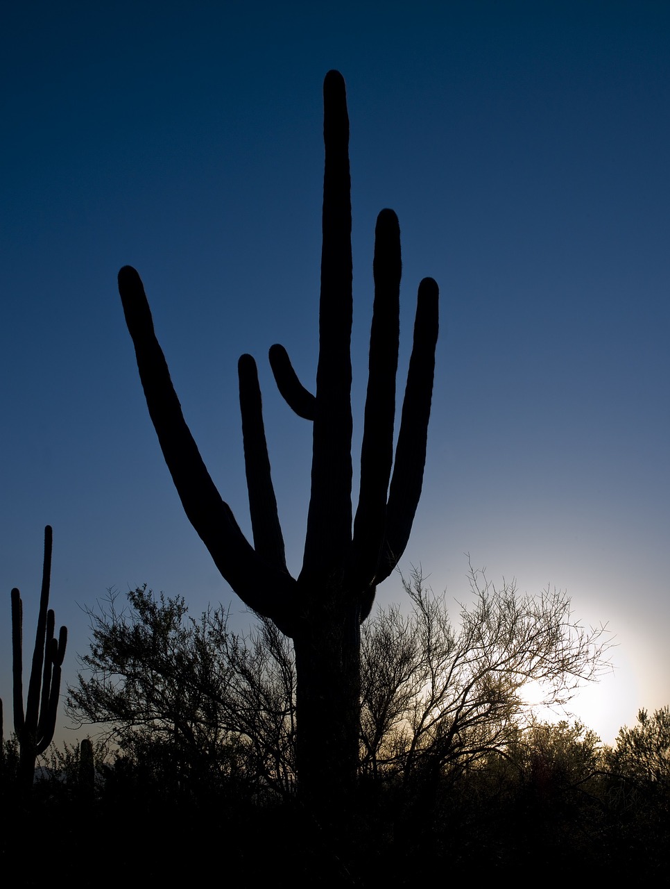 cactus saguaro silhouette free photo