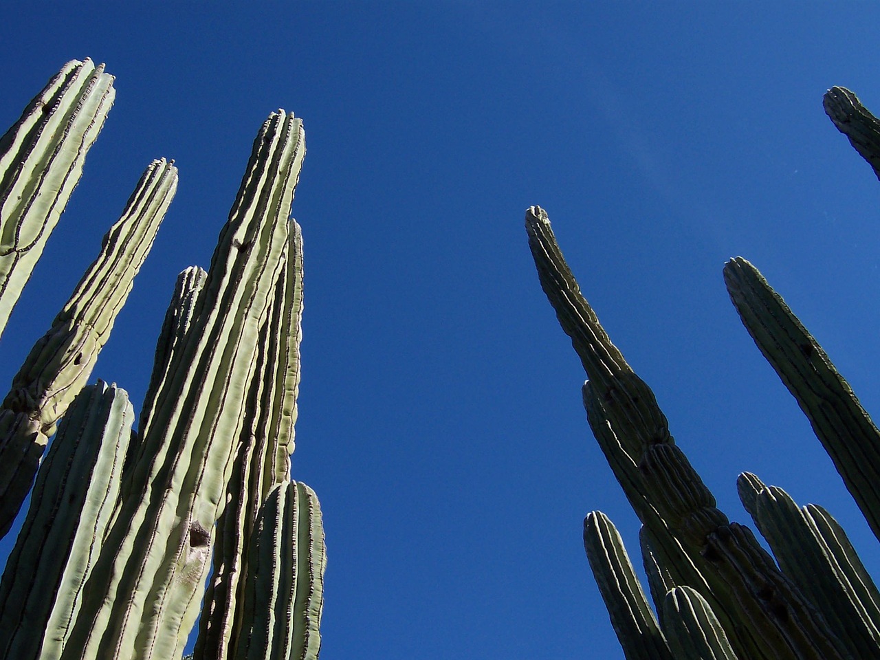 cactus desert arizona free photo