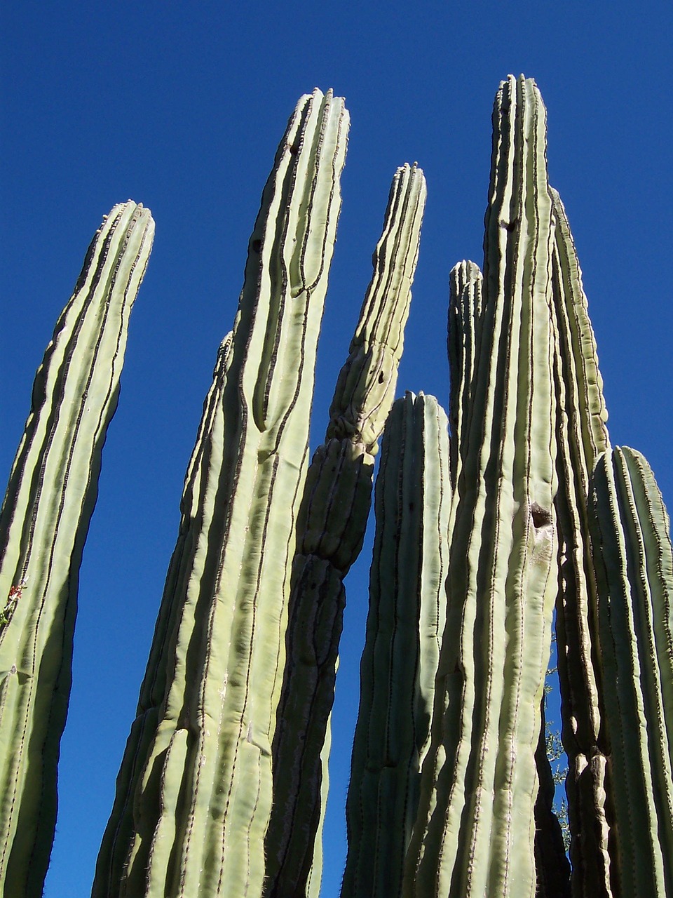 cactus desert arizona free photo