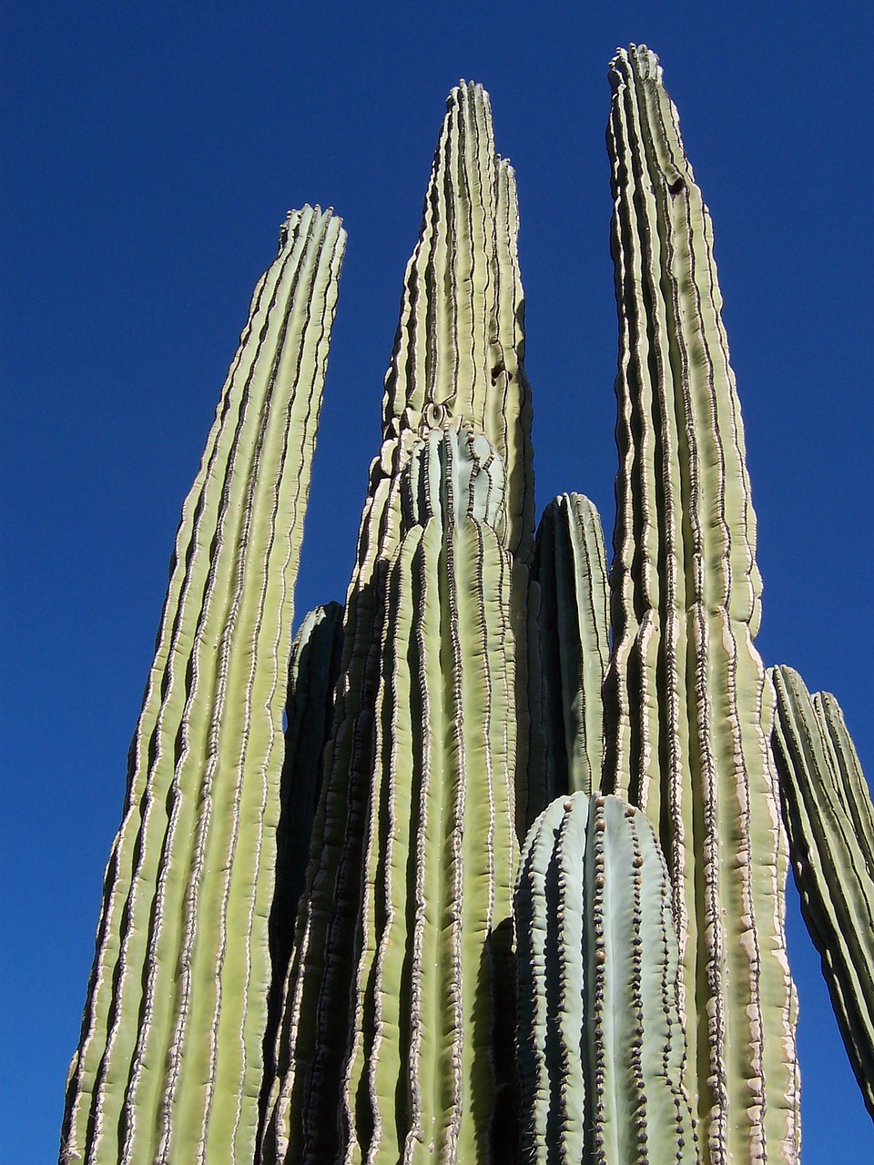 cactus desert arizona free photo