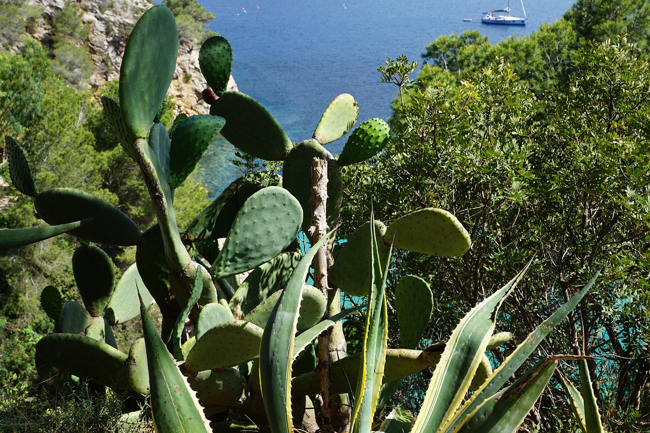 cactus ibiza booked free photo