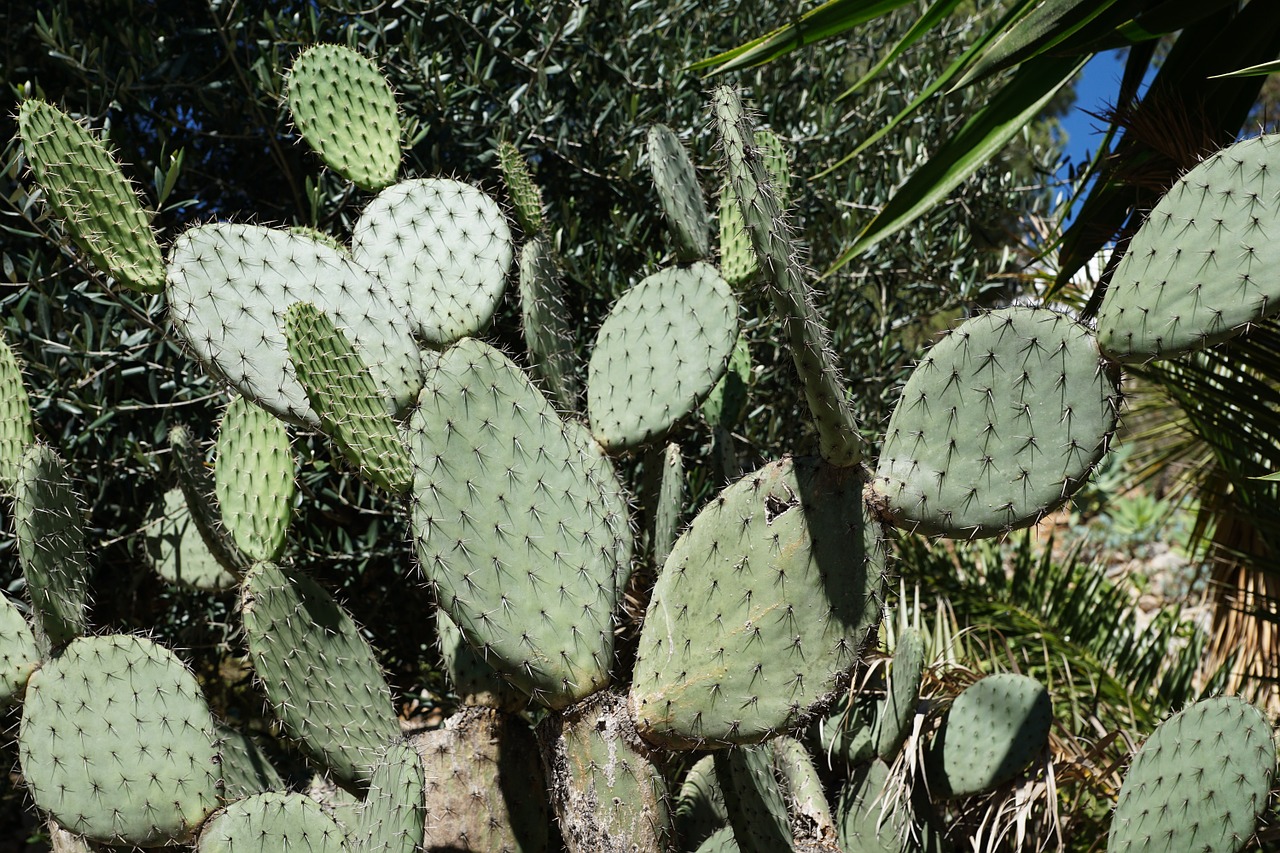 cactus green prickly free photo