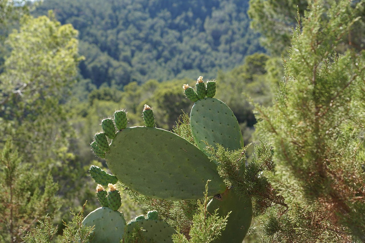 cactus green plant free photo