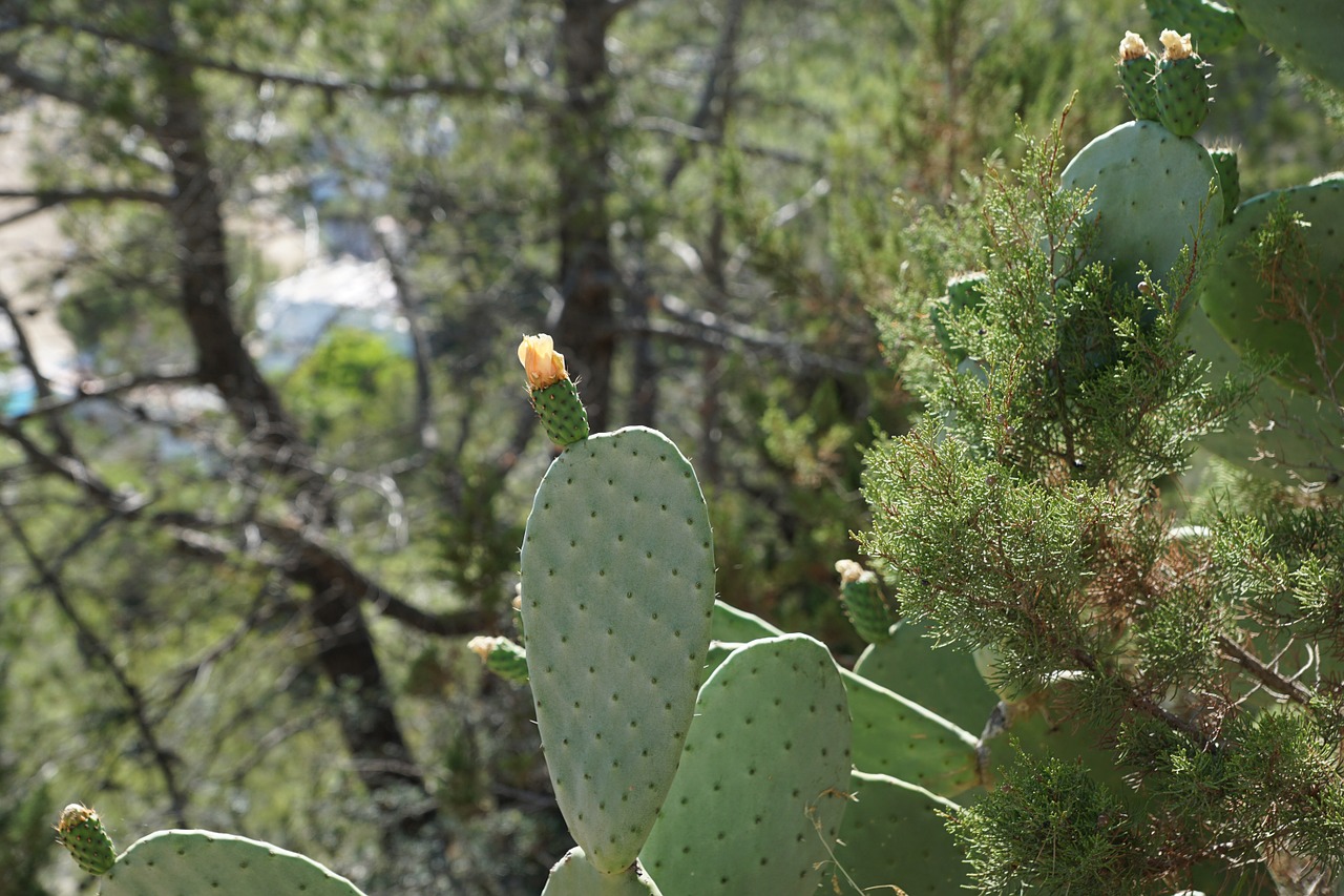 cactus green plant free photo