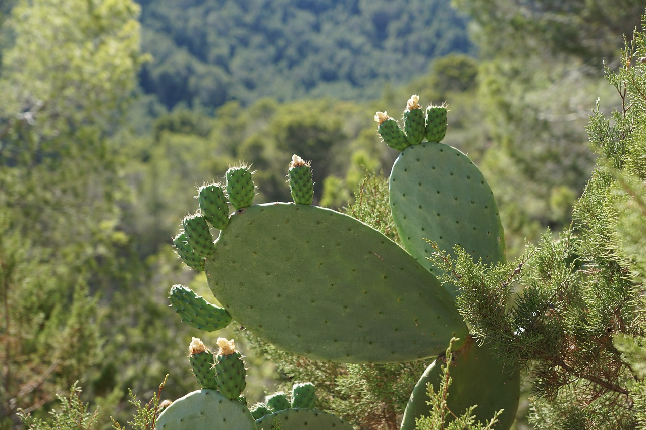 cactus green plant free photo