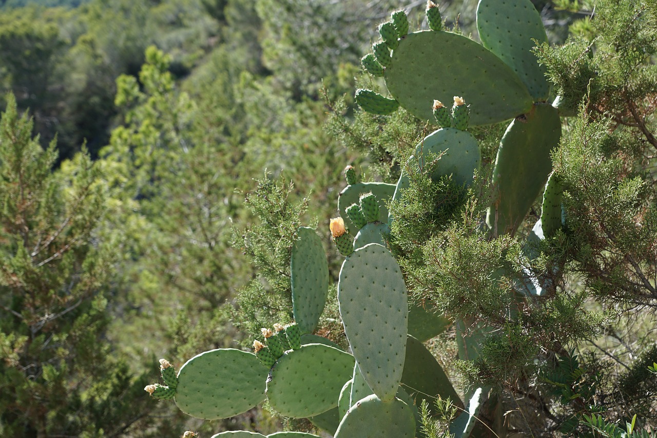 cactus green plant free photo