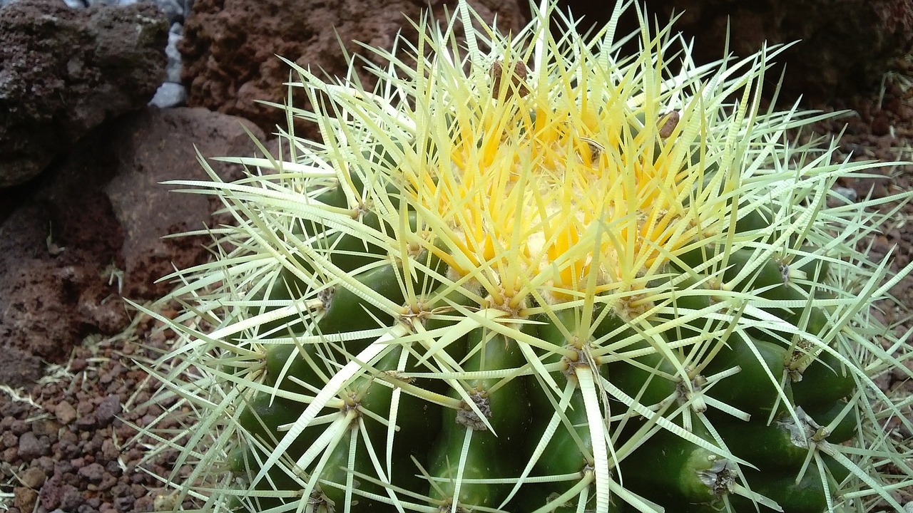 cactus garden nature free photo