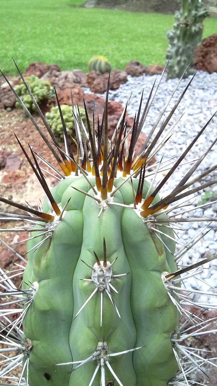 cactus garden nature free photo