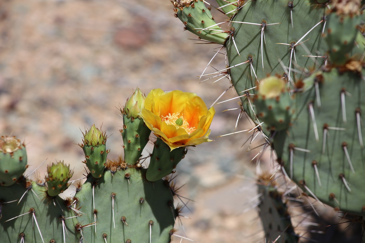cactus flower plant free photo