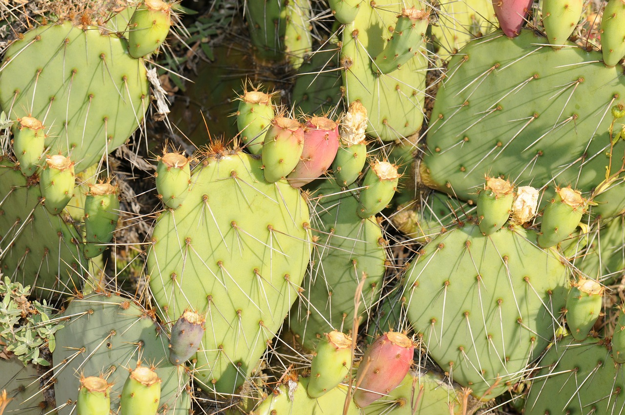 cactus cacti plants free photo