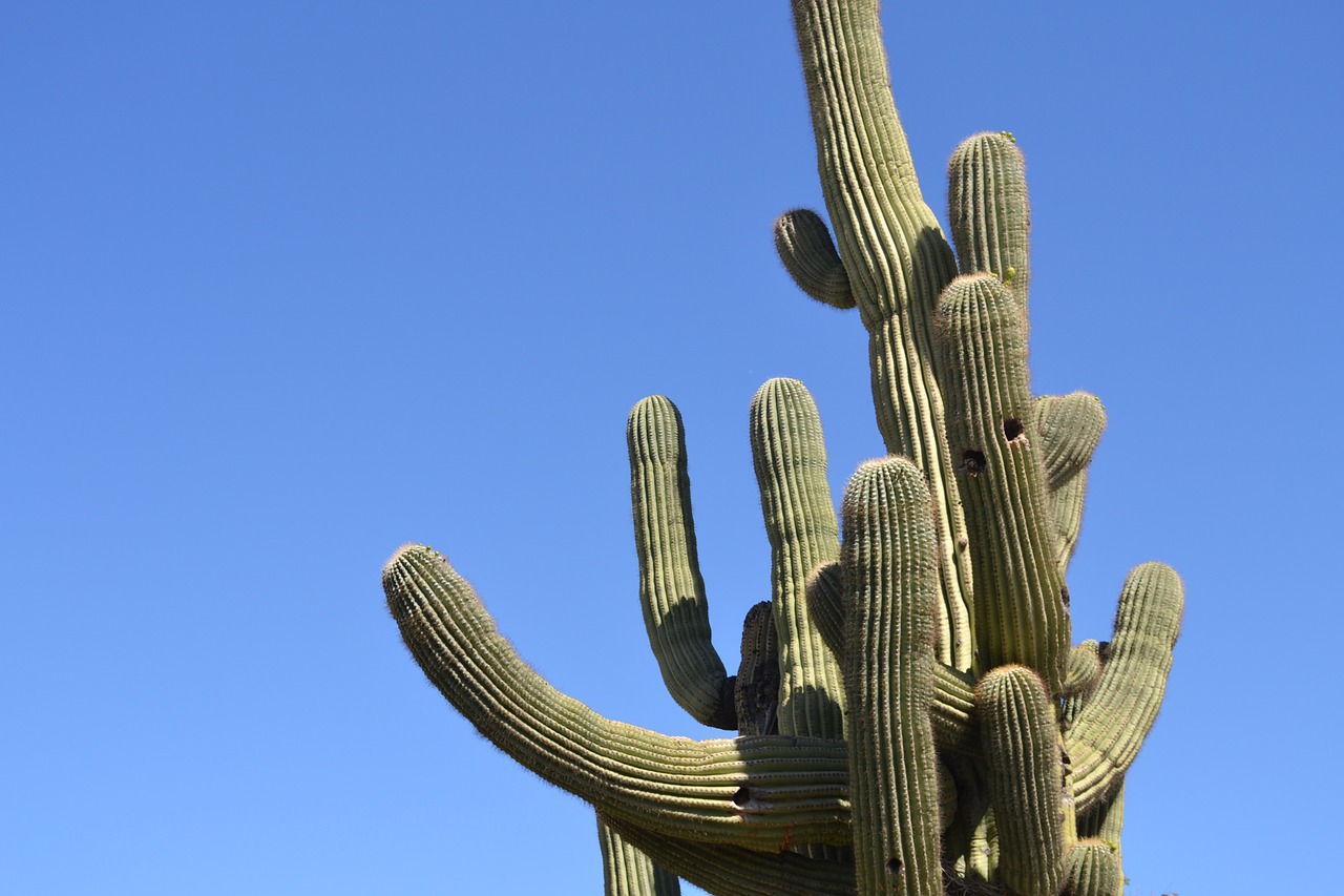 cactus desert arizona free photo