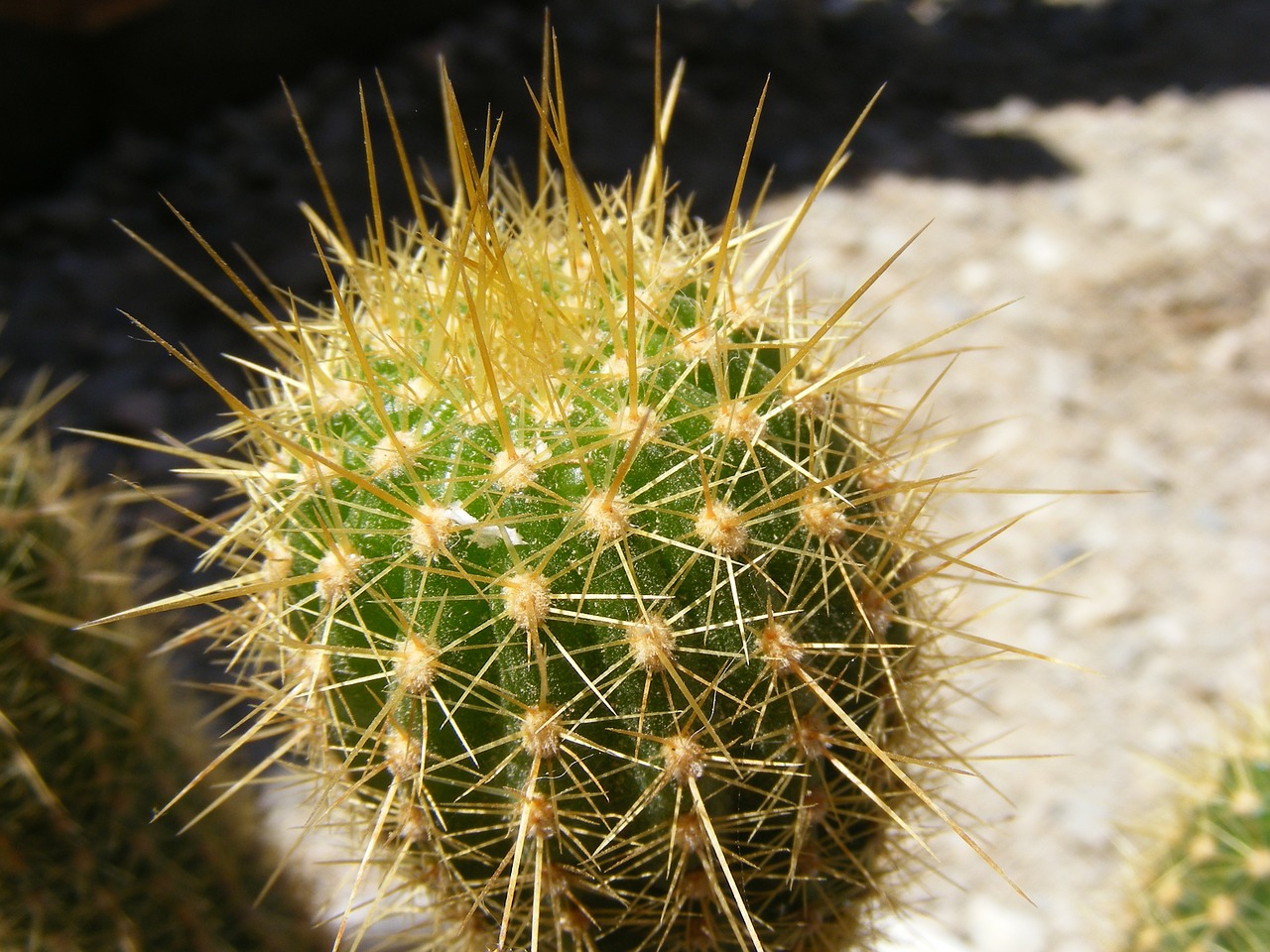 cactus cacti nature free photo