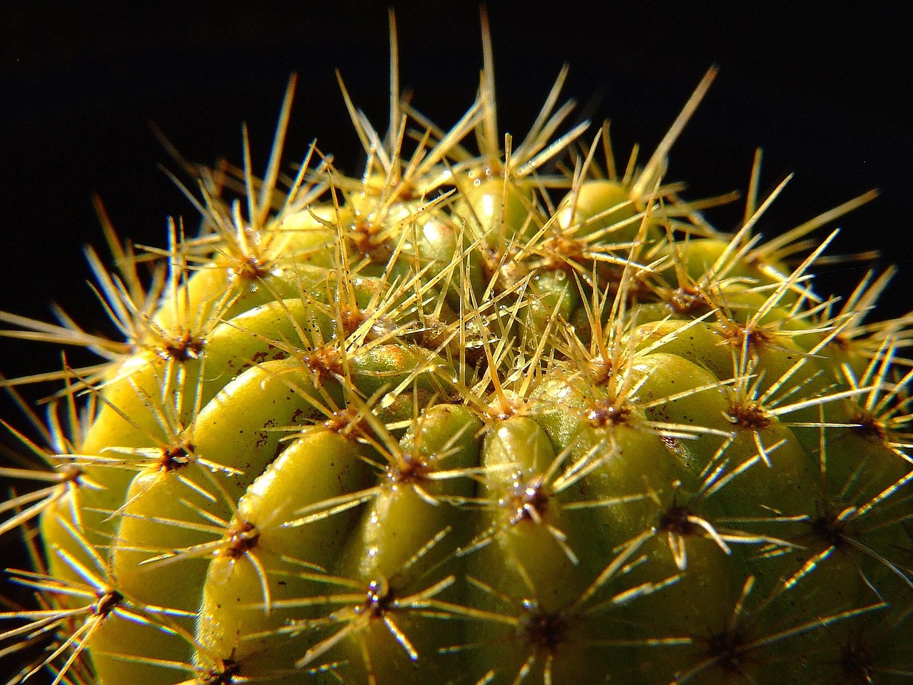 cactus plant cactaceae free photo