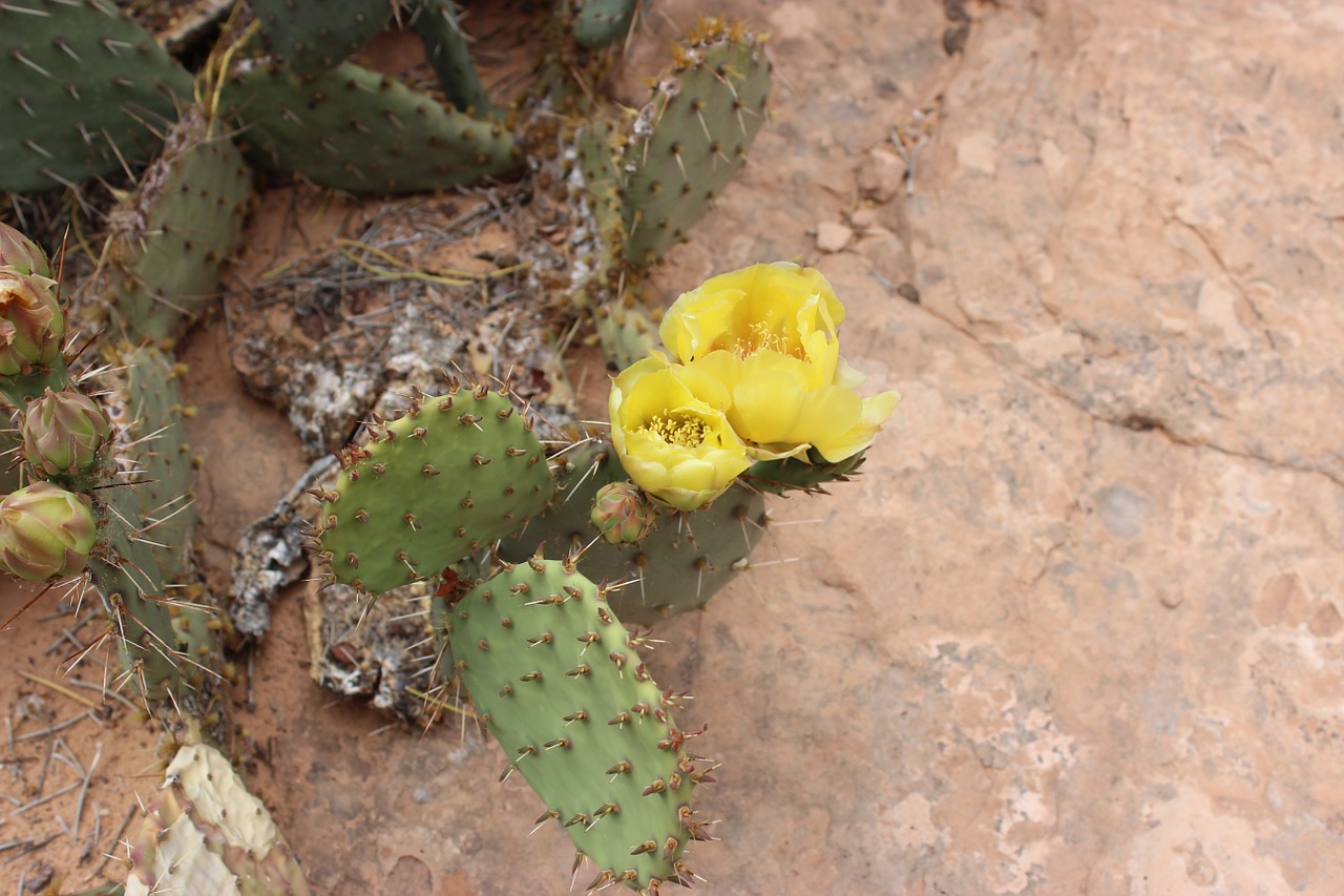 cactus desert red rock free photo