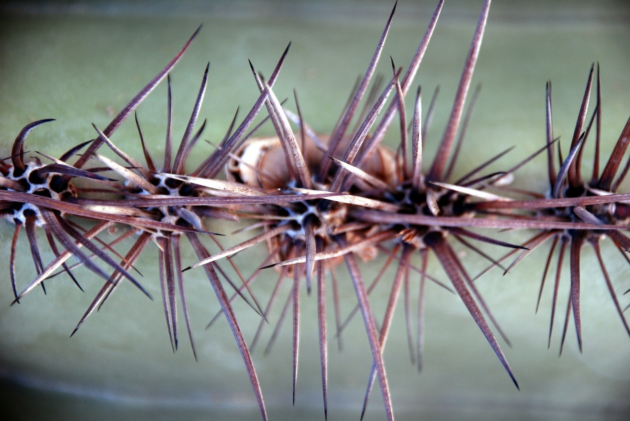 cactus plant green free photo