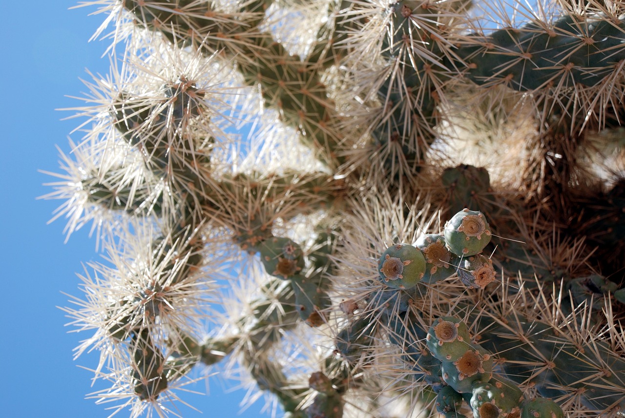 cactus sharp desert free photo
