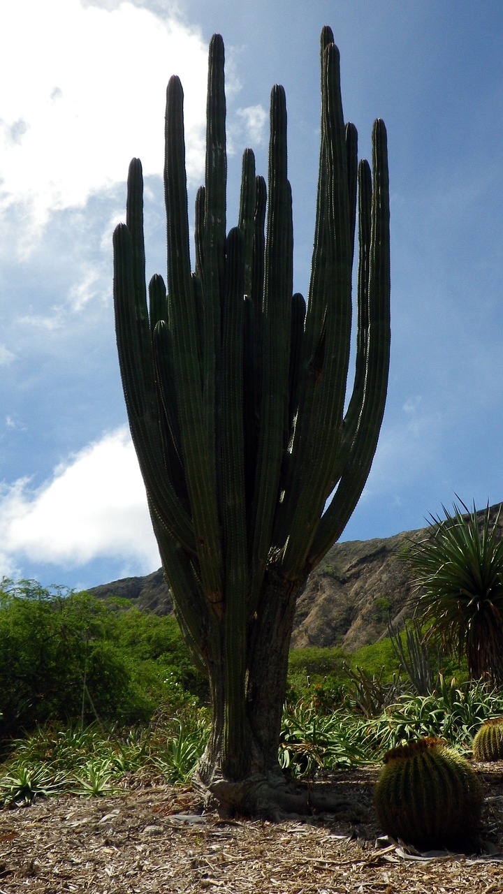 cactus cacti desert free photo