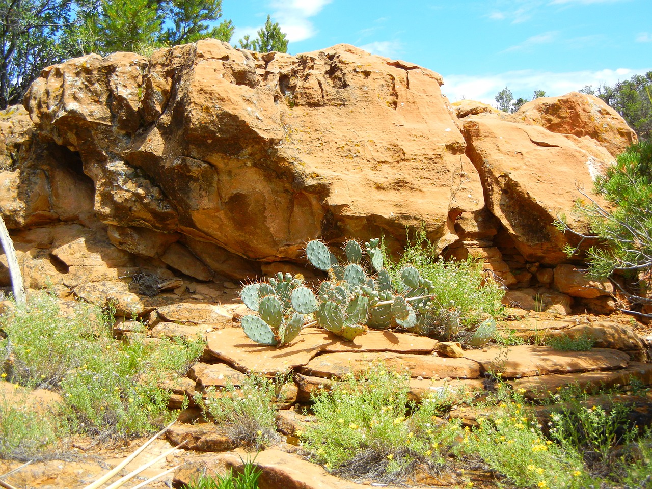 cactus yellow stone nature free photo